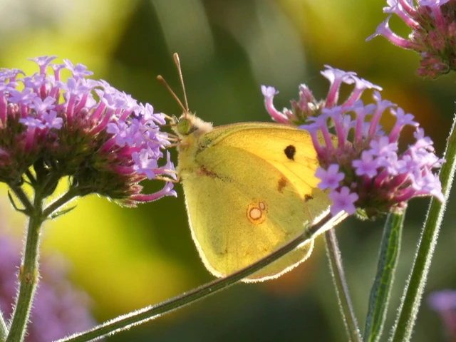 Colias erate - csángó-kéneslepke Colias erate - csángó-kéneslepke