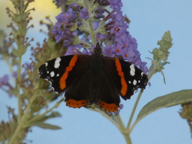 Vanessa atalanta - atalantalepke