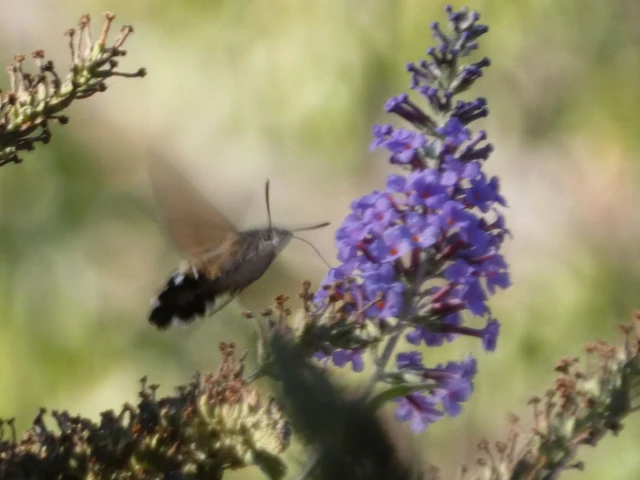 Macroglossum stellatarum - kacsafarkú szender