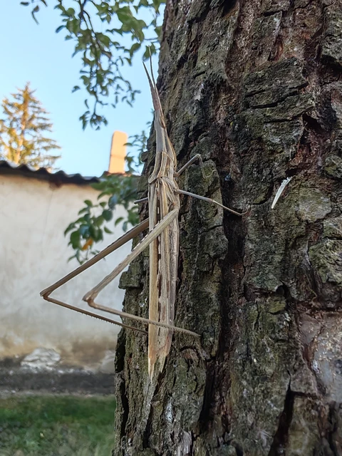 Acrida ungarica - sisakos sáska
