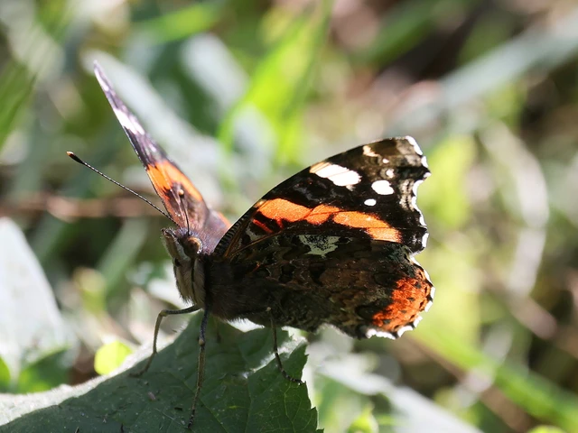 Vanessa atalanta - atalantalepke