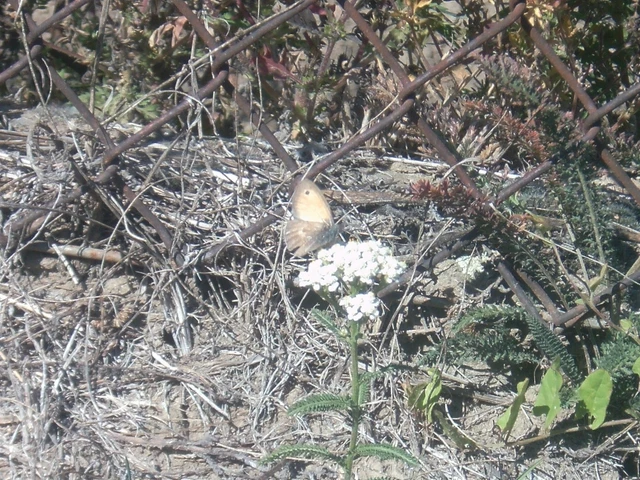 Coenonympha pamphilus - kis szénalepke Coenonympha pamphilus - kis szénalepke
