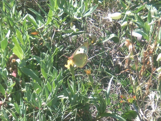 Colias Colias