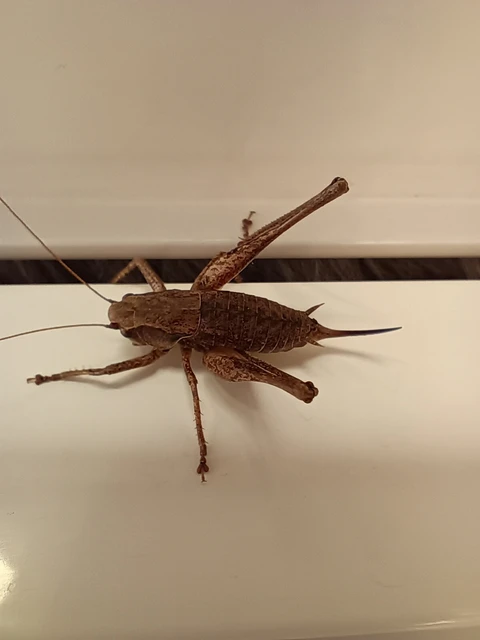 Pholidoptera griseoaptera - szürke avarszöcske