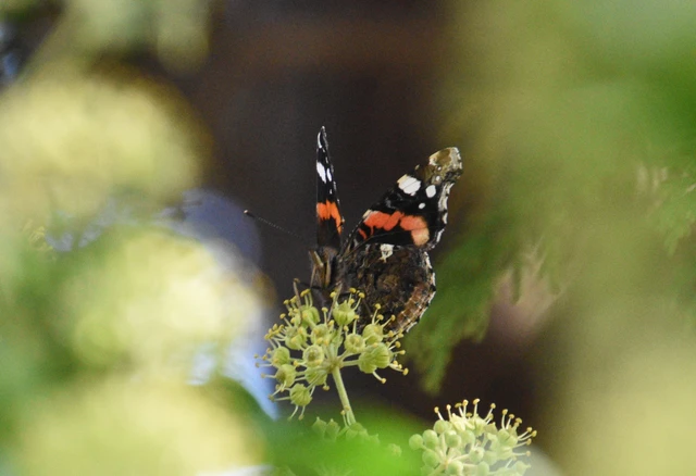 Vanessa atalanta - atalantalepke