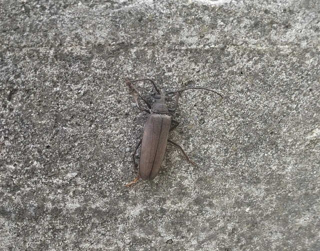 Aegosoma scabricorne - diófacincér