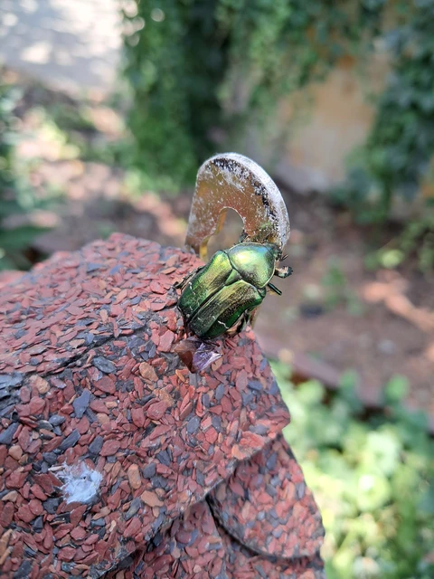 Cetonia aurata - aranyos virágbogár Cetonia aurata - aranyos virágbogár