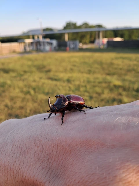 Oryctes nasicornis - orrszarvú bogár Oryctes nasicornis - orrszarvú bogár