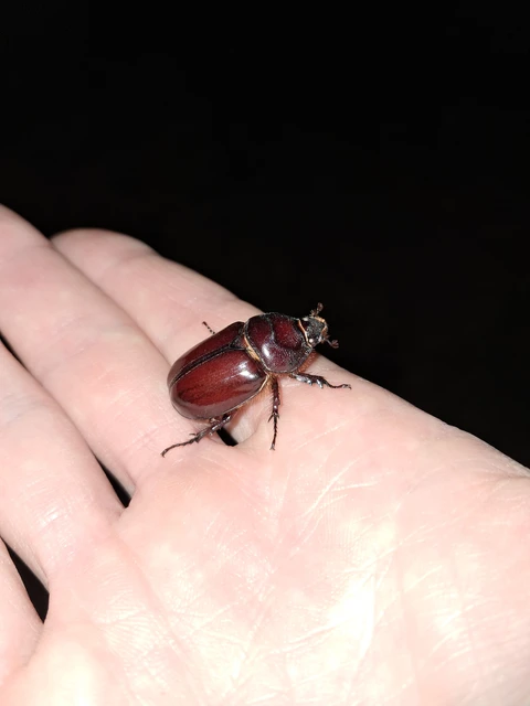 Oryctes nasicornis - orrszarvú bogár Oryctes nasicornis - orrszarvú bogár
