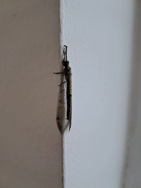 Distoleon tetragrammicus - négyfoltos hangyaleső Distoleon tetragrammicus - négyfoltos hangyaleső