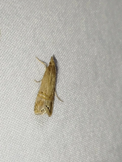 Euchromius ocellea - ezüstcsíkos mozaikmoly