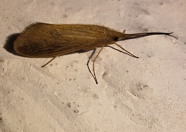 Trichoptera - Tegzesek