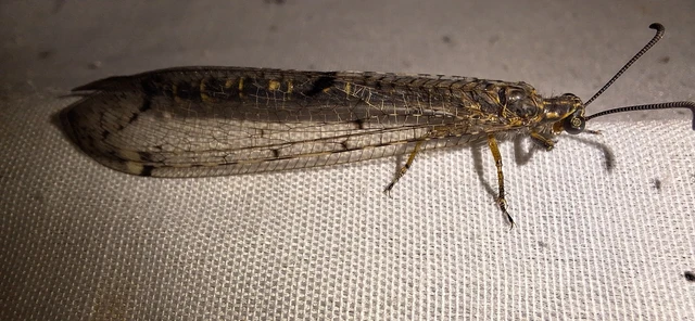 Distoleon tetragrammicus - négyfoltos hangyaleső Distoleon tetragrammicus - négyfoltos hangyaleső