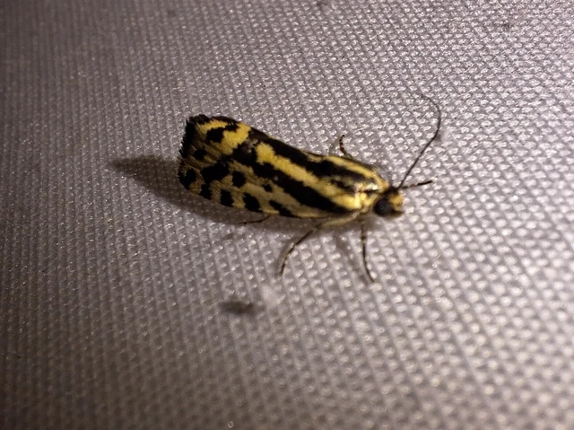 Emmelia trabealis - zebrabagoly