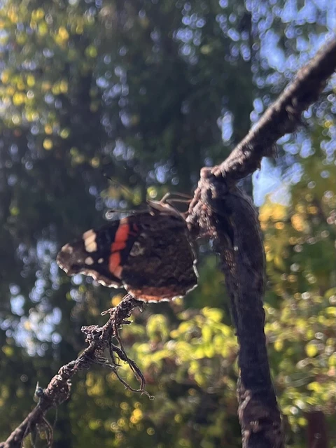 Vanessa atalanta - atalantalepke