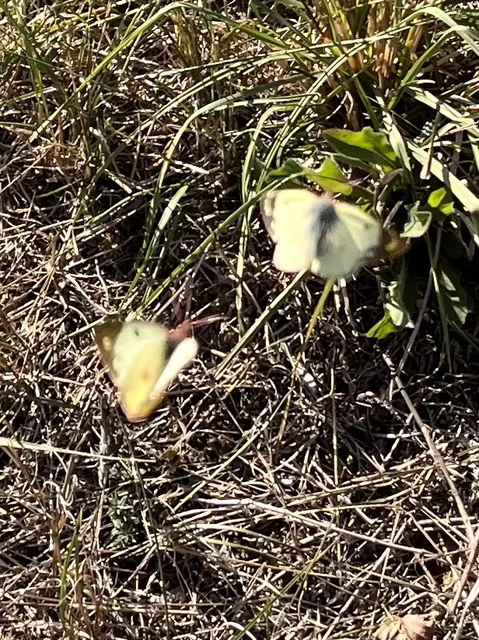 Colias Colias