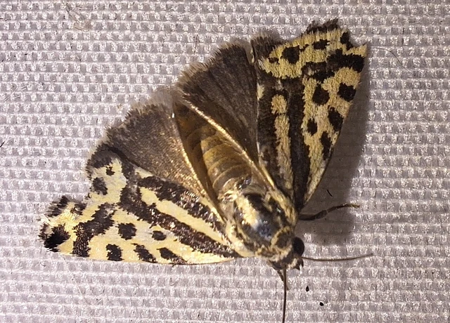 Emmelia trabealis - zebrabagoly