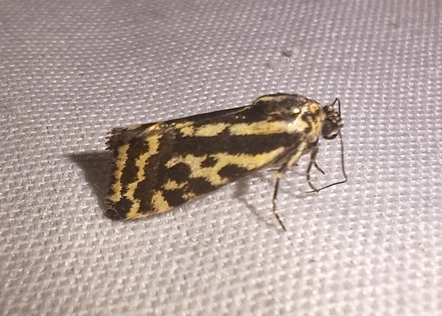 Emmelia trabealis - zebrabagoly