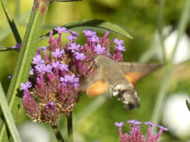 Macroglossum stellatarum - kacsafarkú szender