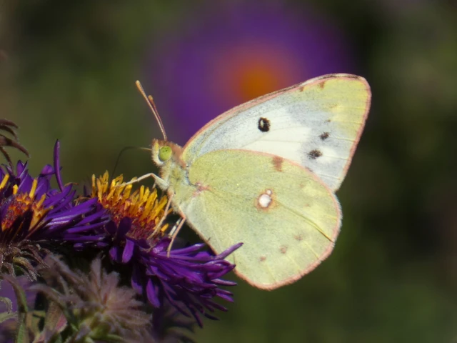 Colias croceus - sáfránylepke