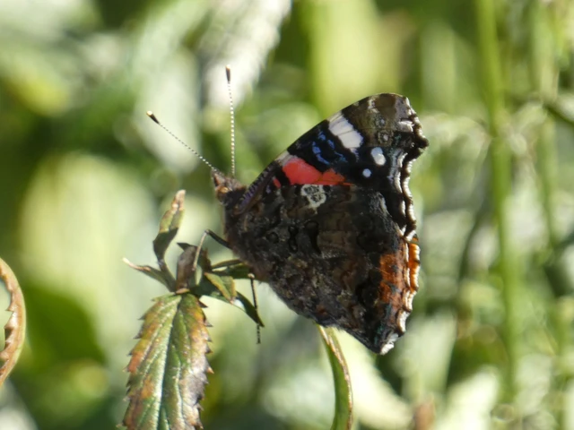 Vanessa atalanta - atalantalepke
