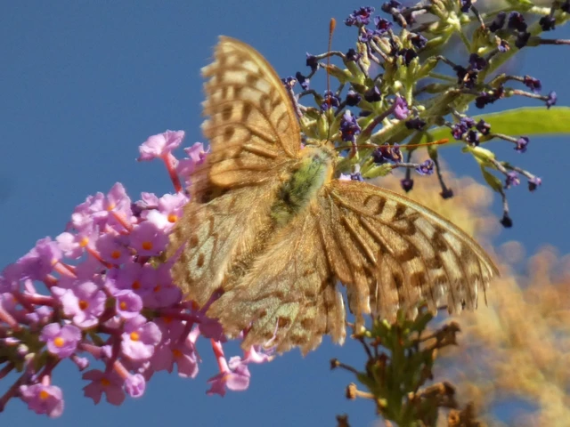 Argynnis pandora - zöldes gyöngyházlepke Argynnis pandora - zöldes gyöngyházlepke