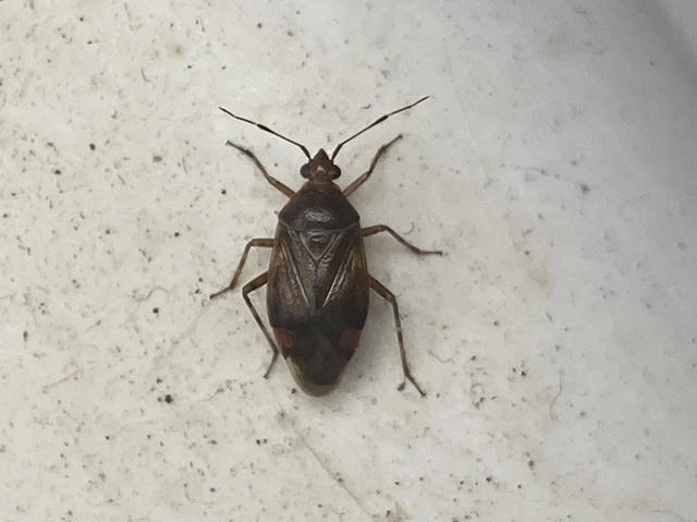 Deraeocoris Deraeocoris