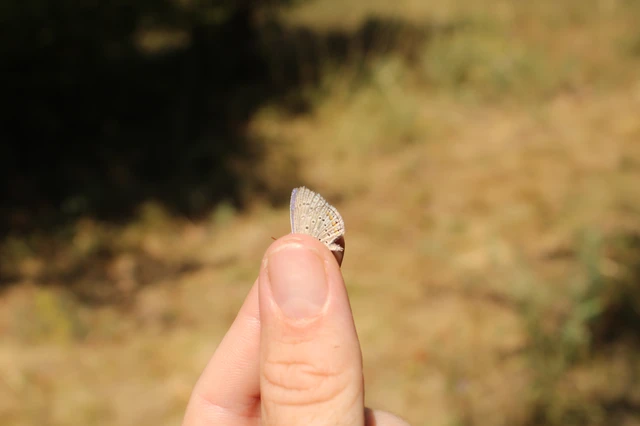Polyommatus icarus - közönséges boglárka Polyommatus icarus - közönséges boglárka