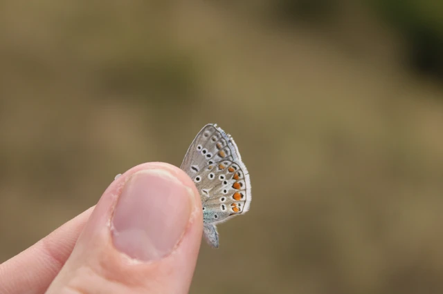 Polyommatus icarus - közönséges boglárka Polyommatus icarus - közönséges boglárka