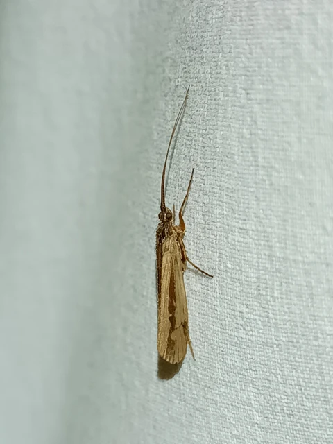 Trichoptera - Tegzesek