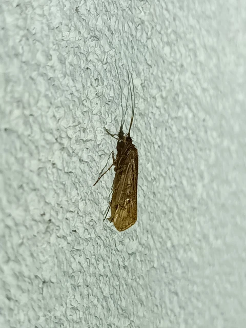 Trichoptera - Tegzesek