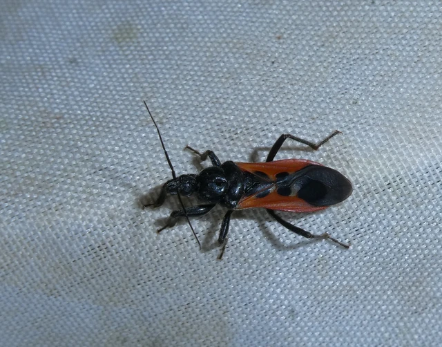 Peirates hybridus - foltos rablópoloska Peirates hybridus - foltos rablópoloska