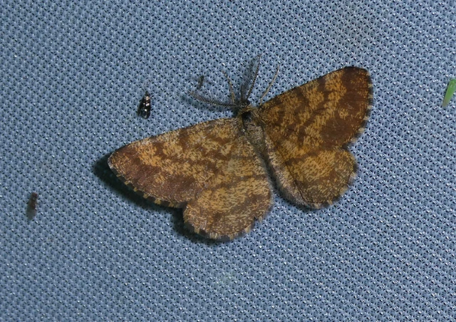 Ematurga atomaria - barna rétiaraszoló