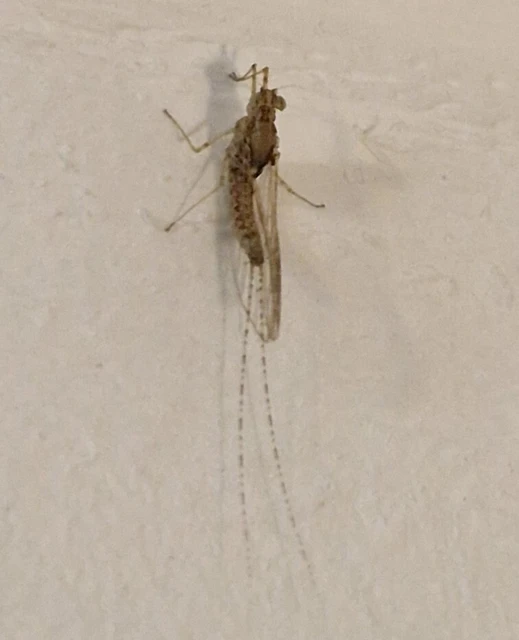 Cloeon dipterum - elevenszülő kérész Cloeon dipterum - elevenszülő kérész