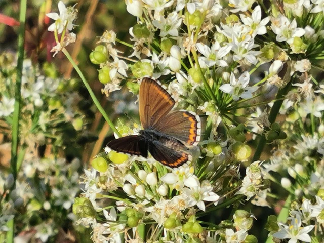Polyommatus bellargus - égszínű boglárka