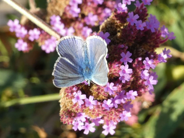 Polyommatus icarus - közönséges boglárka Polyommatus icarus - közönséges boglárka