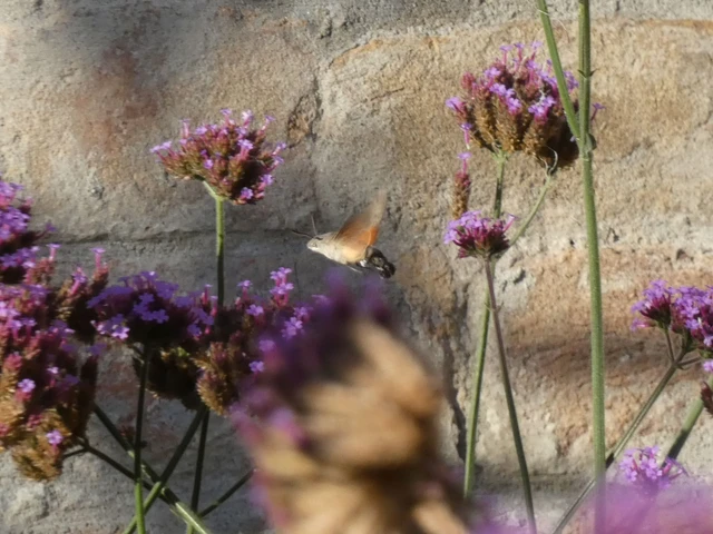 Macroglossum stellatarum - kacsafarkú szender