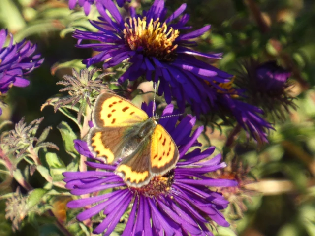 Lycaena phlaeas - közönséges tűzlepke