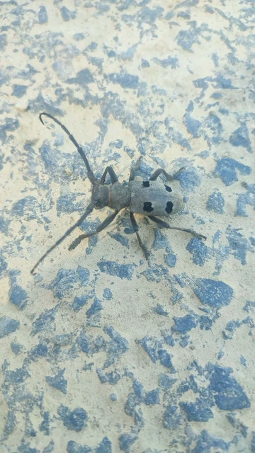 Morimus asper funereus - gyászcincér