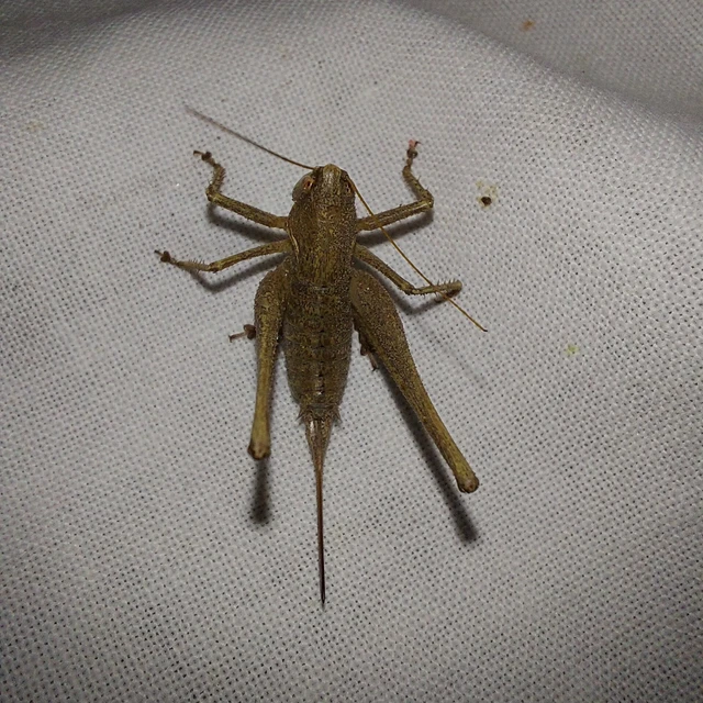 Rhacocleis germanica - német szöcske