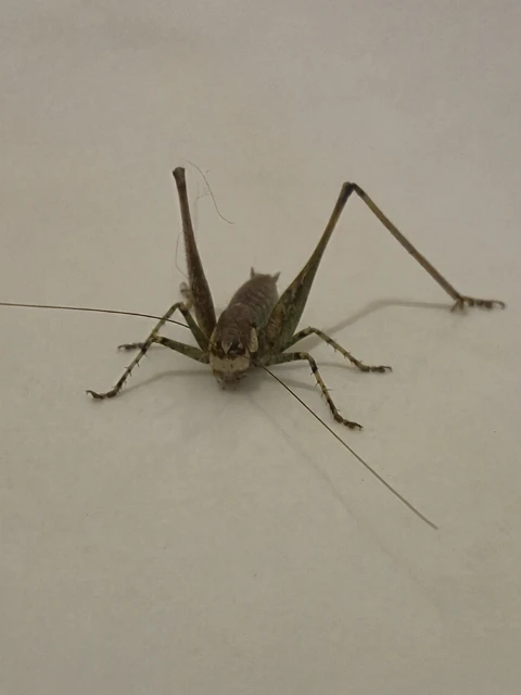 Rhacocleis