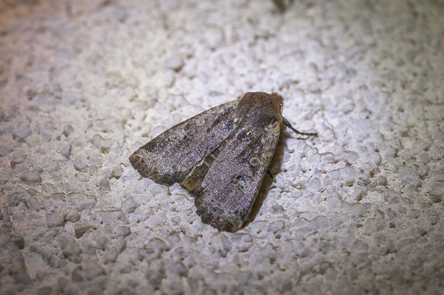 Conistra erythrocephala - vörösfejű őszibagoly