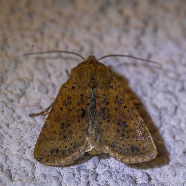 Conistra rubiginea - vörös őszibagoly