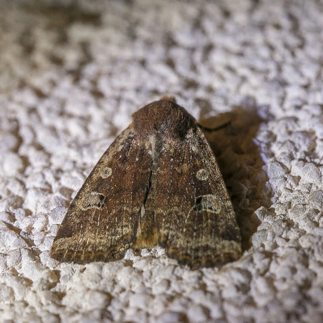 Conistra erythrocephala - vörösfejű őszibagoly