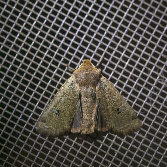 Conistra erythrocephala - vörösfejű őszibagoly