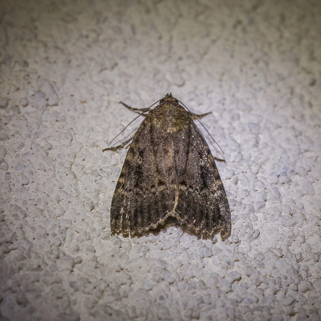 Amphipyra berbera/pyramidea
