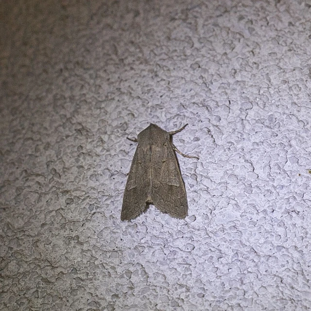 Ammoconia caecimacula - szürke őszibagoly