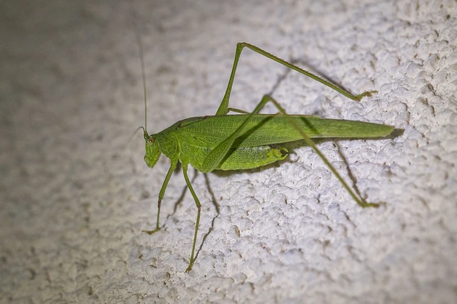 Orthoptera - Egyenesszárnyúak