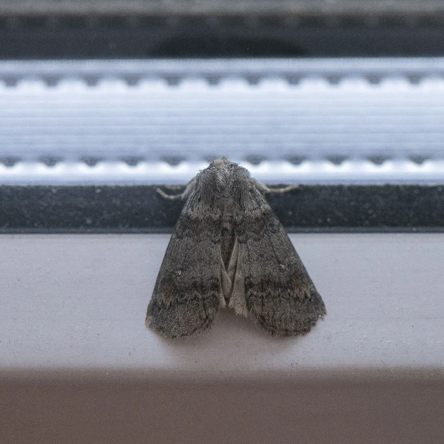 Cymatophorima diluta - őszi pihésszövő