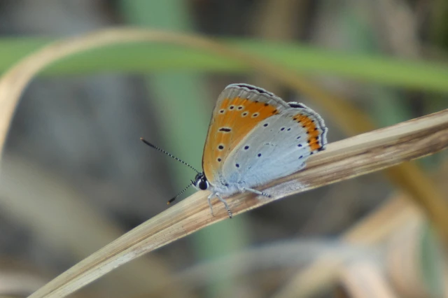 Lycaena dispar rutilus - nagy tűzlepke